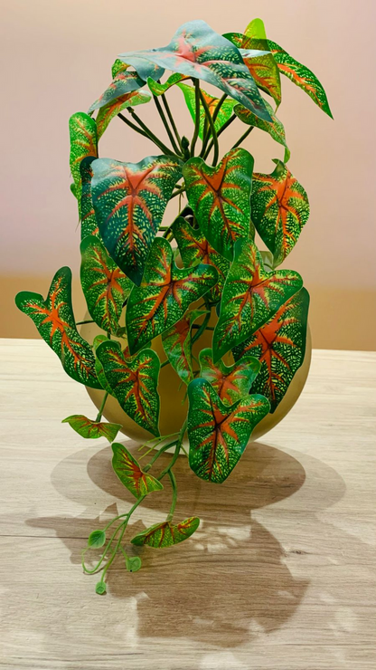 Vaso Pendente Caladium