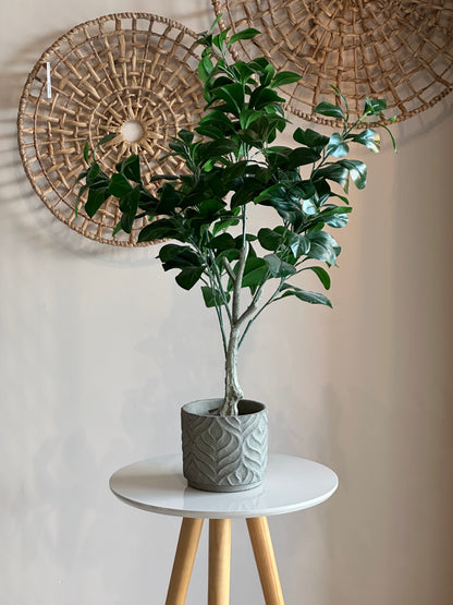 Cachepot Clusia Verde Real