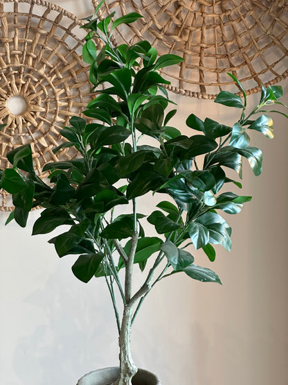 Cachepot Clusia Verde Real