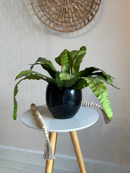 Vaso Coral Palmeira Verde