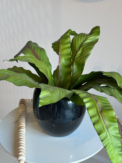 Vaso Coral Palmeira Verde